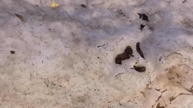 Dog poop in snow 