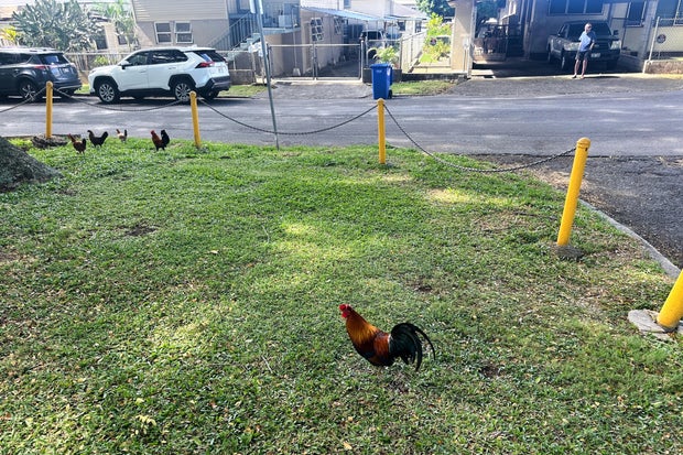 Feral Chickens Hawaii 