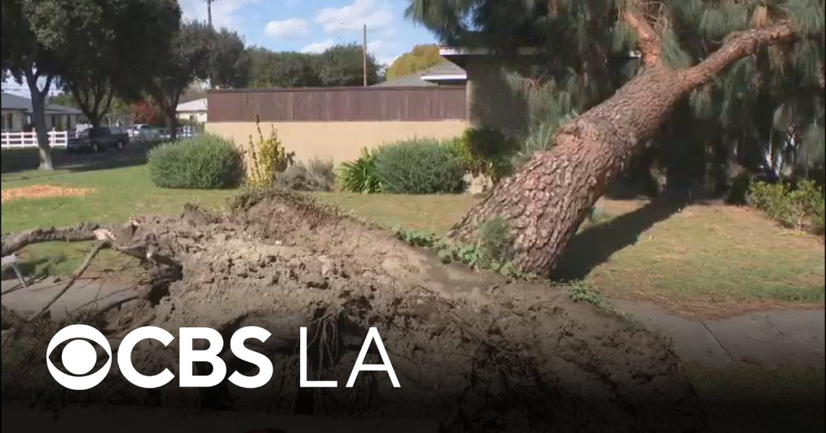 Strong winds topple trees onto Fullerton homes and cars during Southern California's latest storm