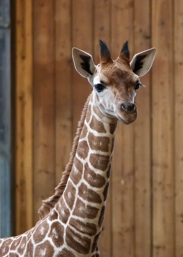 Giraffe calf Okidi (Detroit Zoo) 