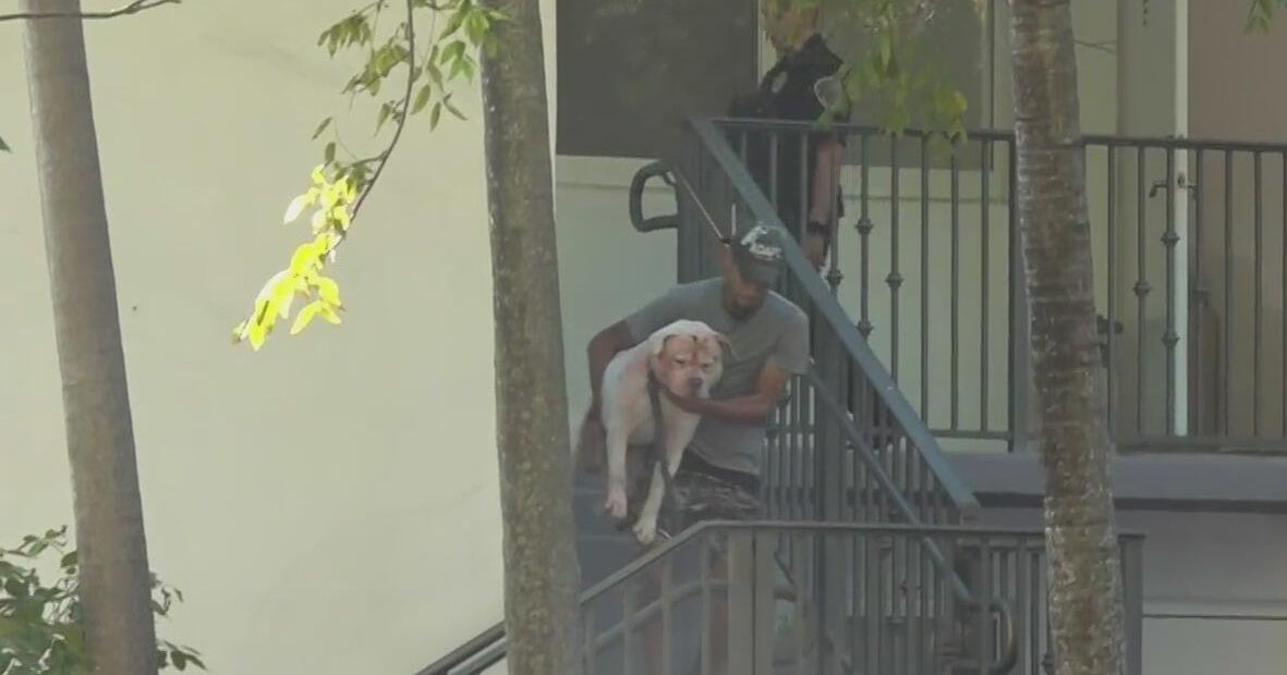 Dog who attacked child in Hallandale Beach taken out of the home by Animal Services