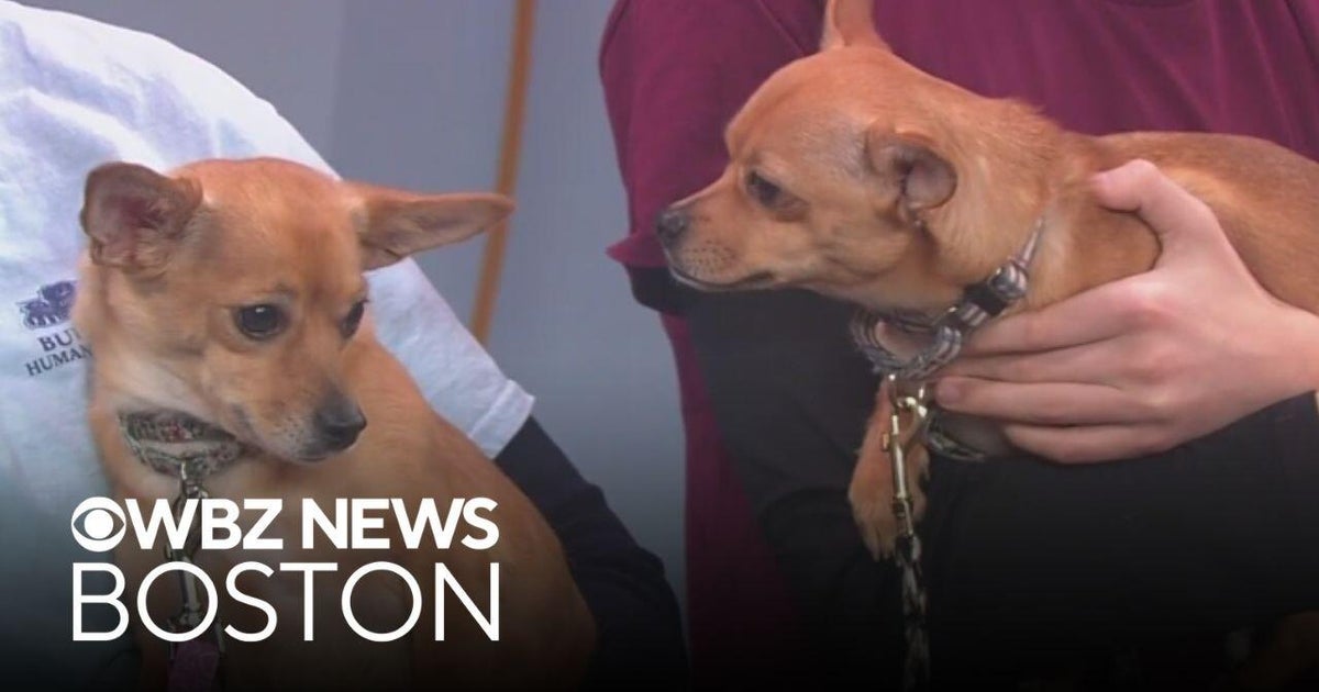 Bonded pair of dogs found dumped in park up for adoption through Massachusetts shelter