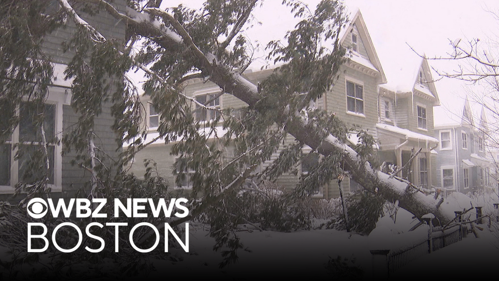 Tree falls on home in Wellesley during blizzard