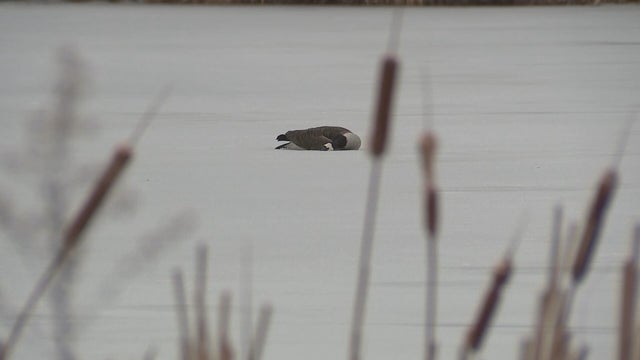 Suspected bird flu in Pitman, New Jersey 