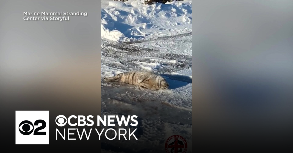 Seal pup rescued from snow-covered New Jersey street
