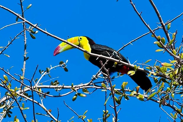 Nevada Toucan