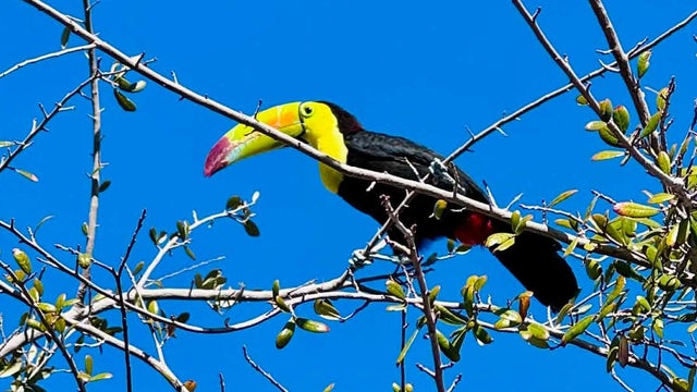 Nevada Toucan 