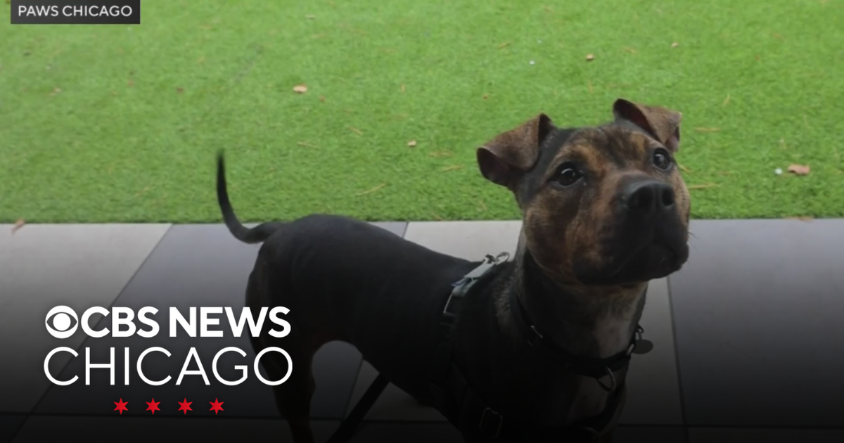 PAWS Chicago Pet of the Week: Zuni