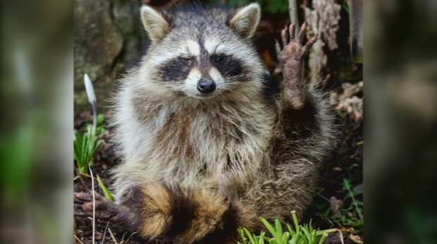 raccoon.png 