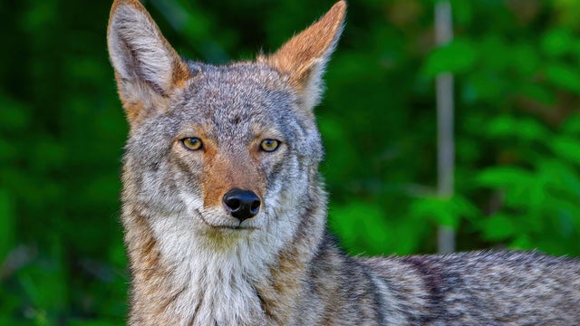 Portrait of fox,Mc Kinney,Texas,United States,USA 