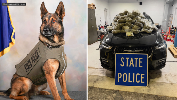 PSP K-9 Ivan assists with 40-poound drug bust in Delaware County 
