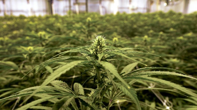 Marijuana Tax Revenue Dip 