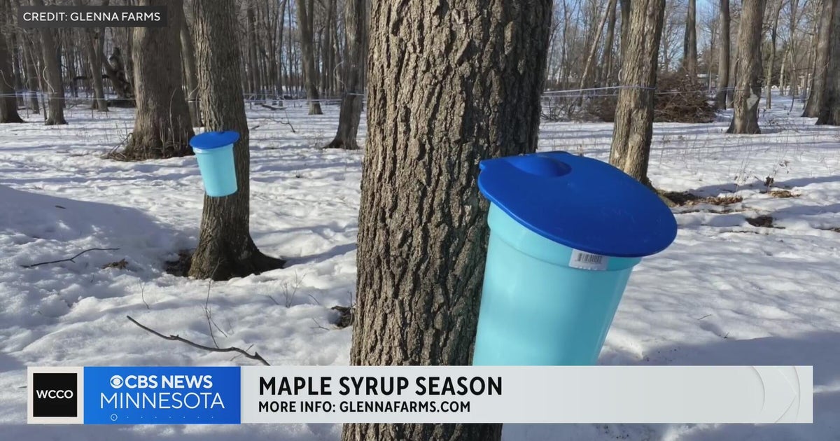 Maple syrup season is just around the corner - CBS Minnesota
