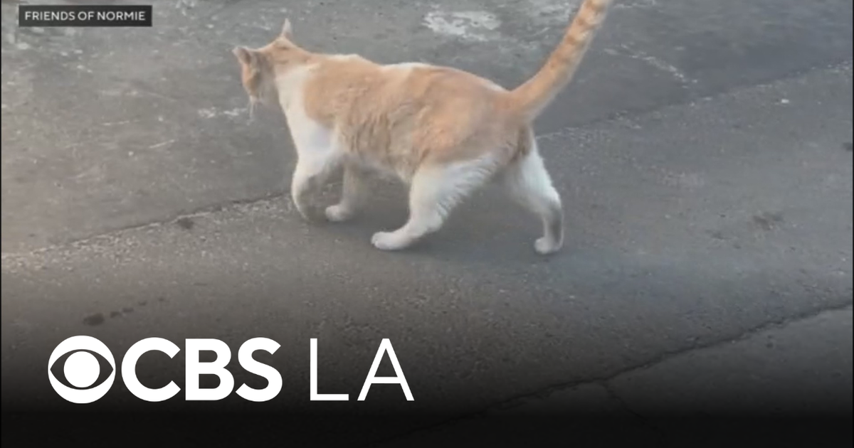 Cats abused in South LA alley, some shot with BB guns, volunteers say ...