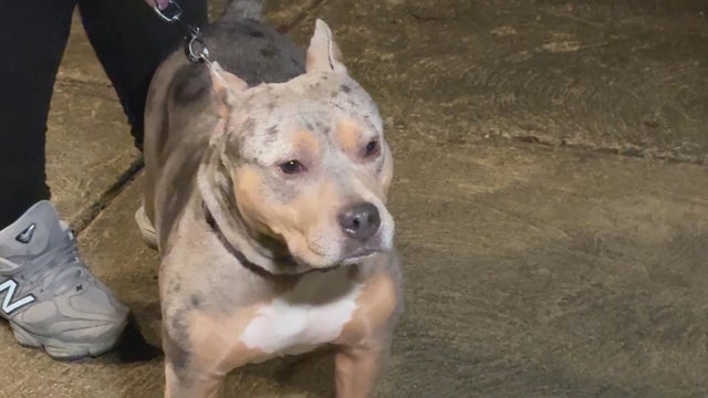 After 3 dogs attack woman, dog in Olney, ACCT Philly says filing dangerous dog charges can be complex 