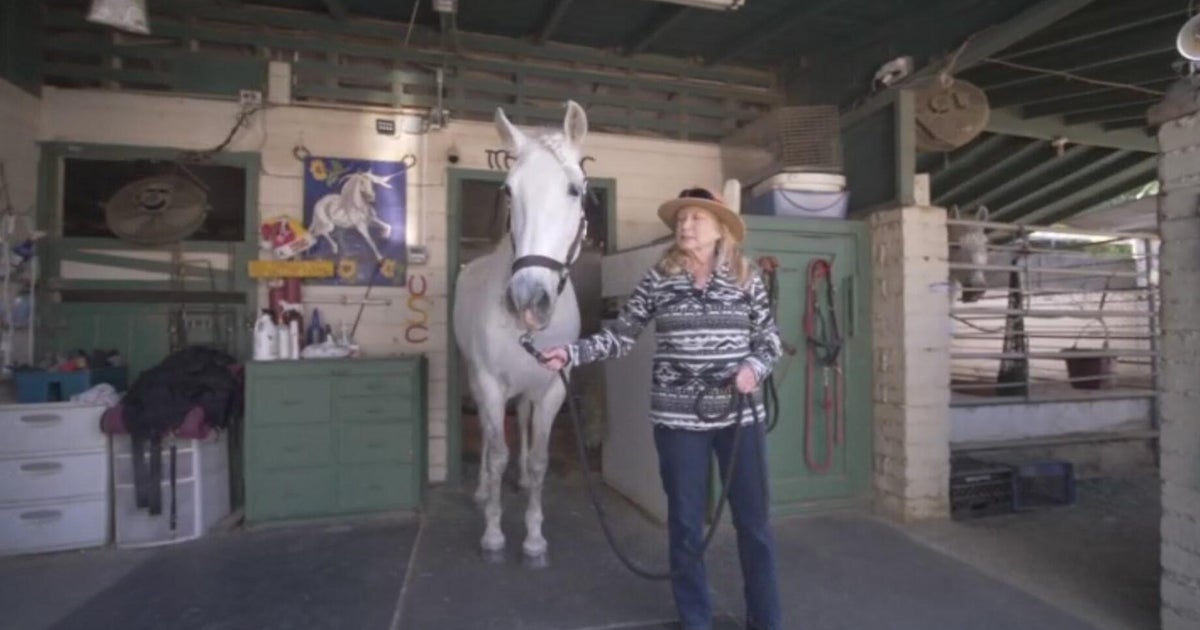 USC family rallies together for their mascot Traveler - CBS Los Angeles