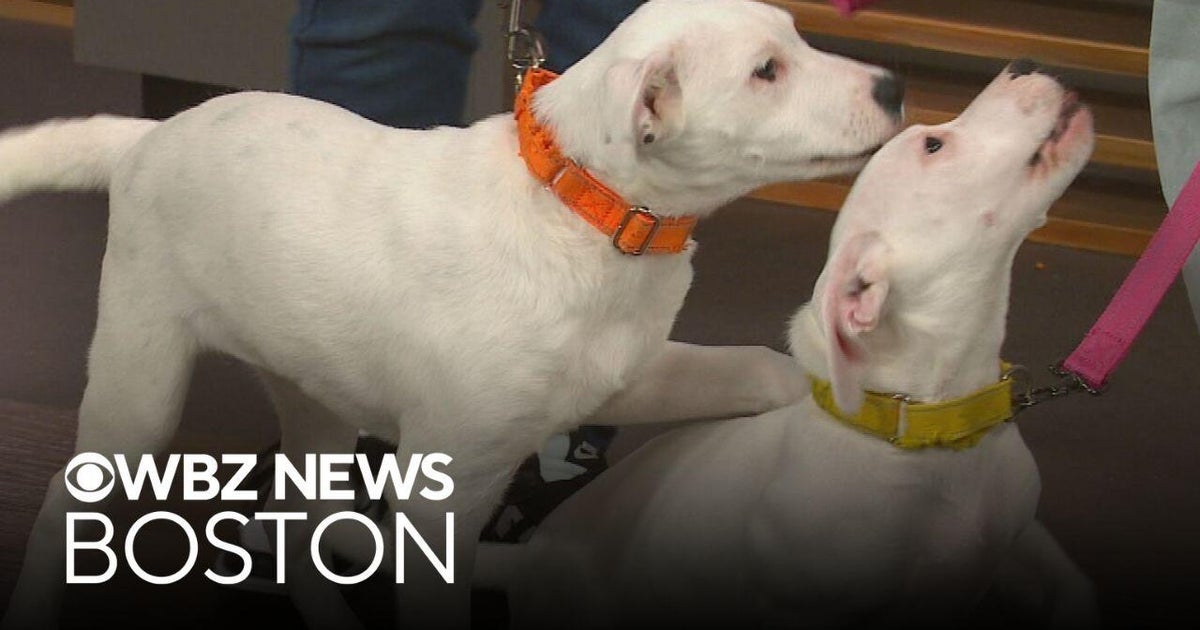 Dog found under porch up for adoption through Massachusetts shelter