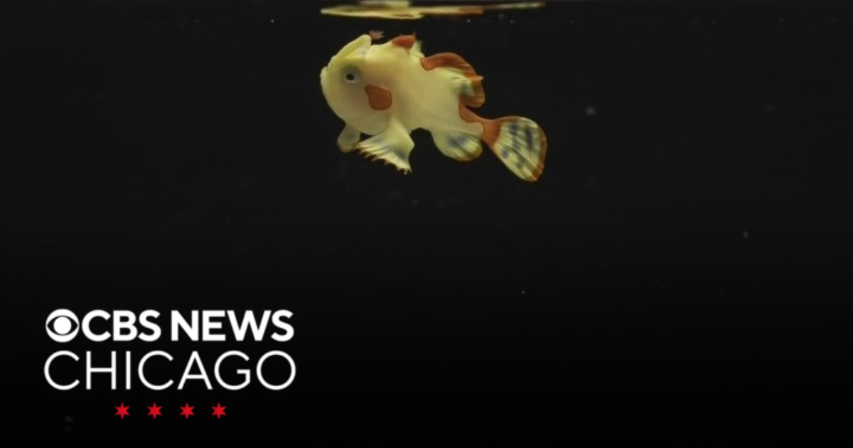 Warty frogfish making splash at Shedd Aquarium - CBS Chicago