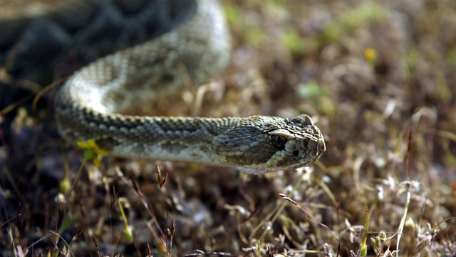 Victorville, April 13, 2004     A Mojave Green rattlesnake with a transmitter implanted, moves 