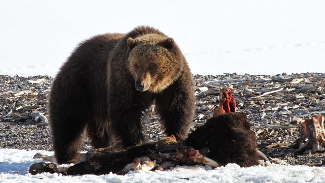 grizzly-bear-yellowstone.jpg 