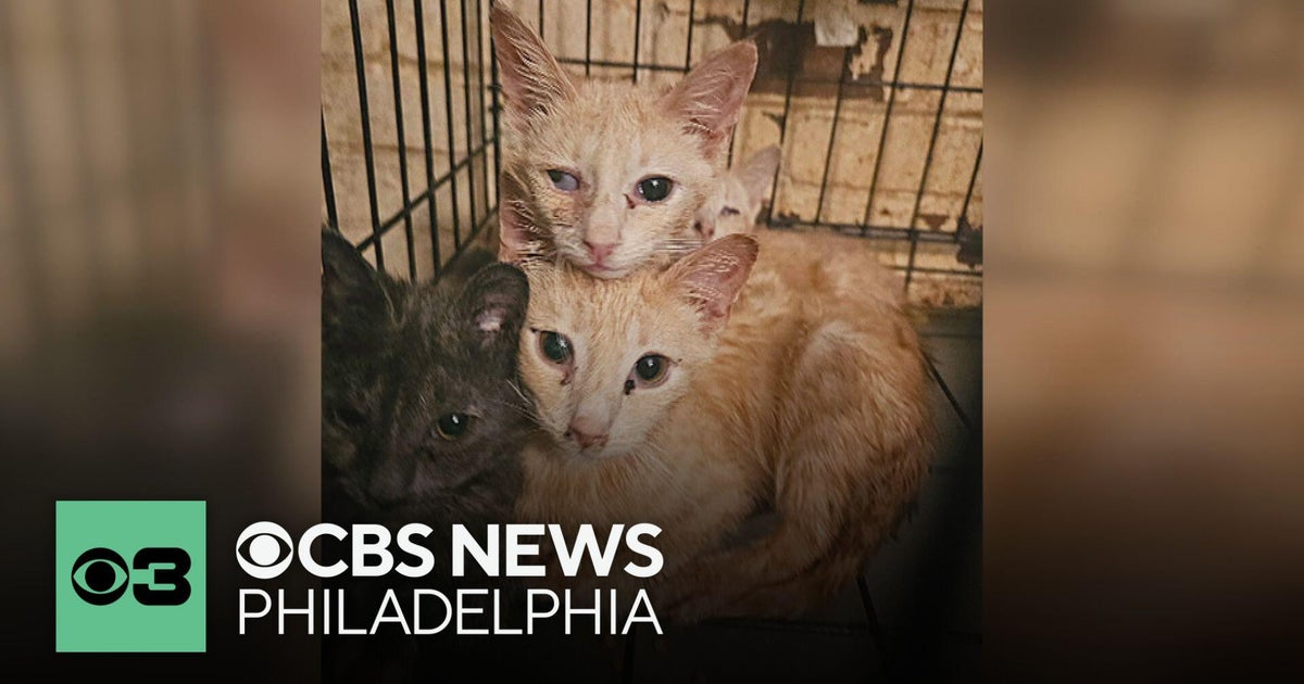25 cats and kittens rescued from extreme hoarding conditions in Bucks ...