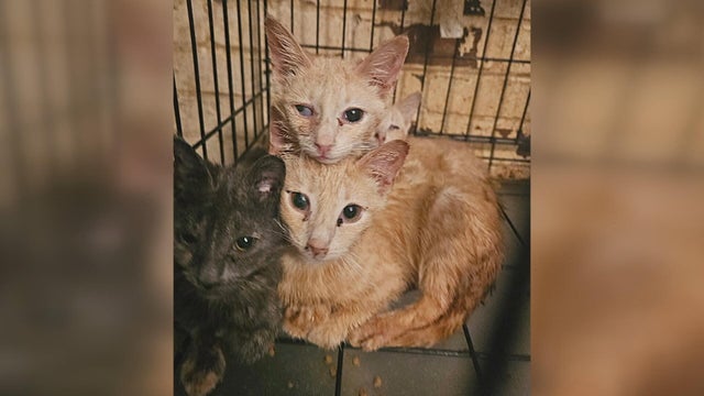 cat-hoarding-rescues-pennsylvania.jpg 