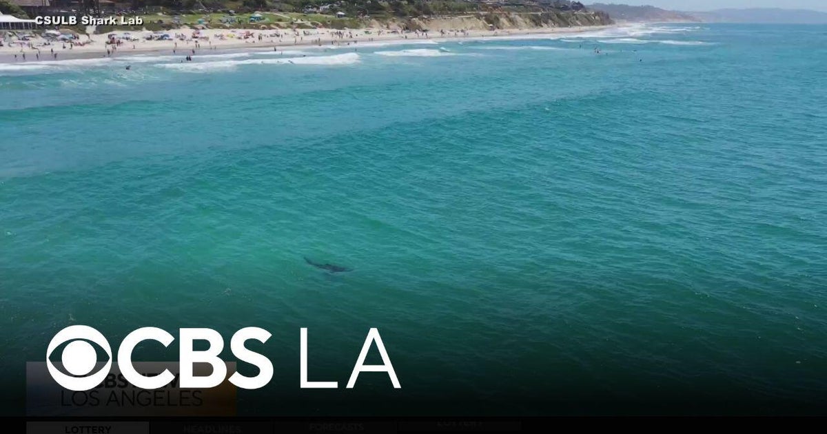 How climate change is affecting sharks with the CSULB Shark Lab