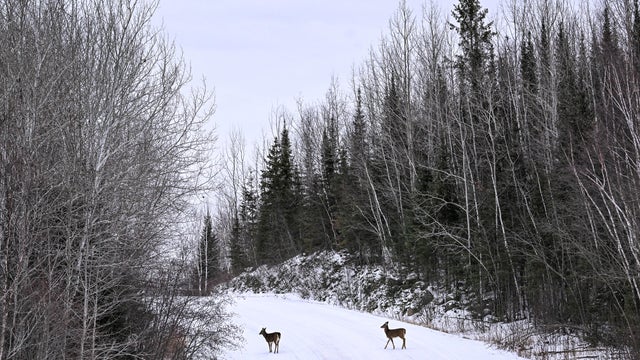 The Gray Wolf Population In Orr, Minnesota 