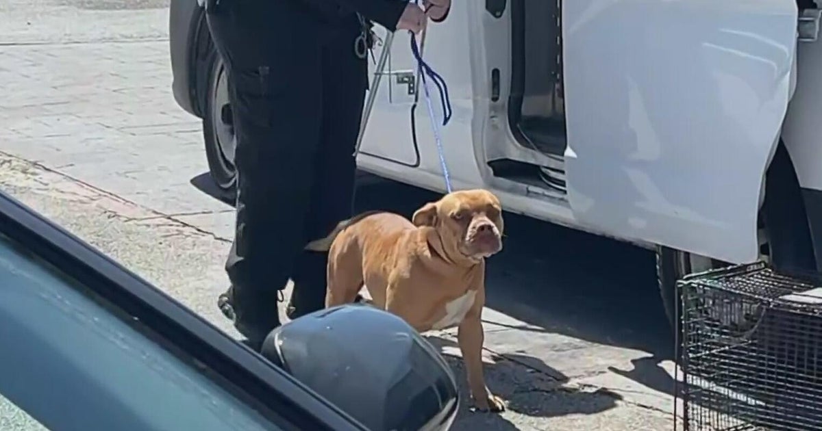 Pit bulls euthanized after biting 2-year-boy in the face in Miami Gardens