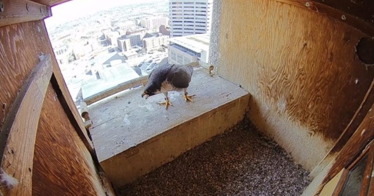 FalconCam in St. Paul goes live again for the season, Minnesota DNR says