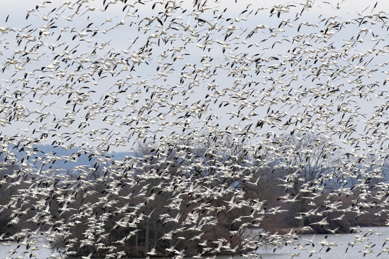 Raucous bird tornado touches down in Pennsylvania as snow geese make ...