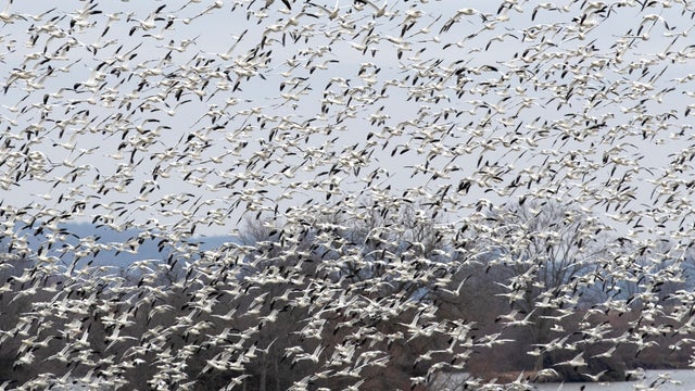 Middle Creek Wildlife Management Area In Pennsylvania 