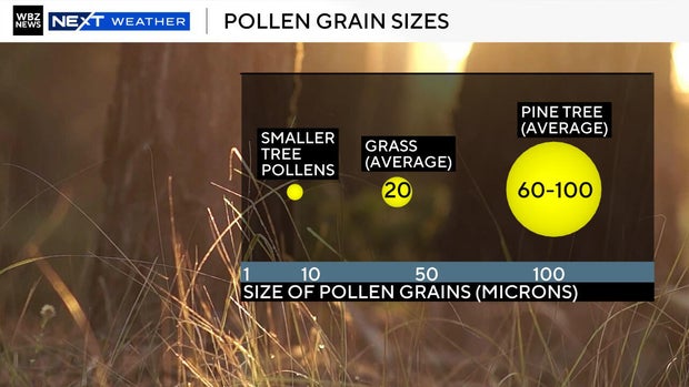 tree-pollen-size.jpg 
