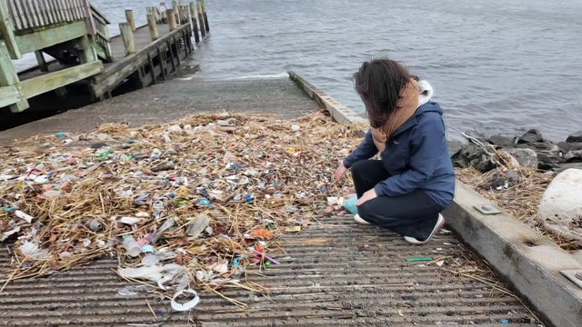 Flushing Creek litter 