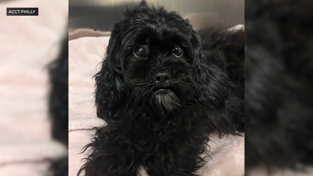 Dottie the Shih Tzu rescued from a SEPTA train platform 