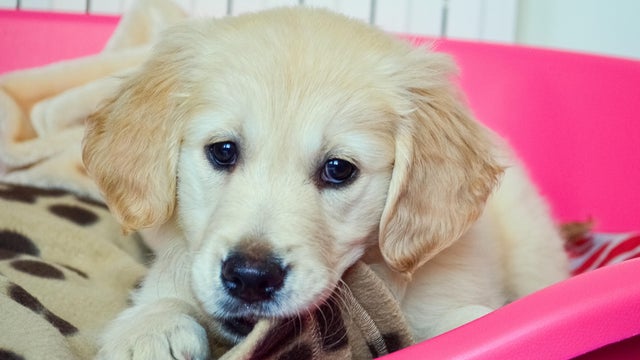 Mischievous purebred Golden retriever puppy caught in the act 