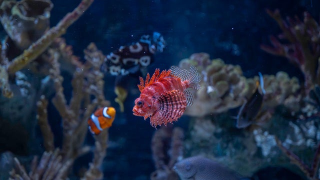 260213-aquariumspecies-lr-cg-154.jpg 