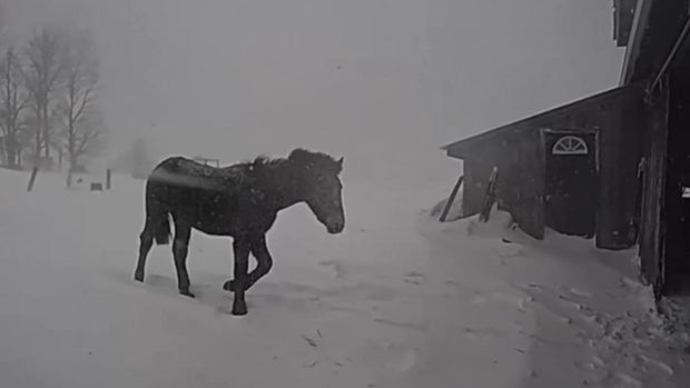 horse-rescue-slider.jpg 