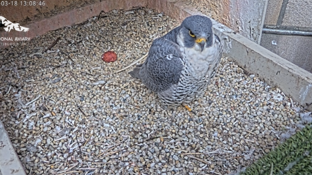 kdka-peregrine-falcon-nest-2026.png 