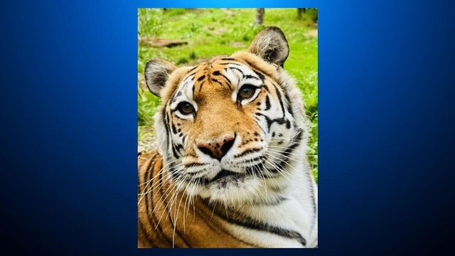 Mia, Oakland Zoo tiger 