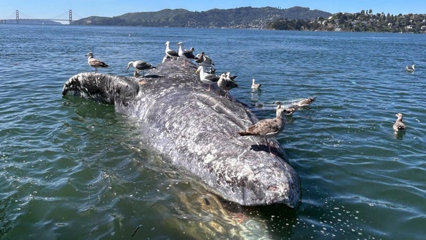 gray-whale-carcass-san-francisco-bay.jpg 