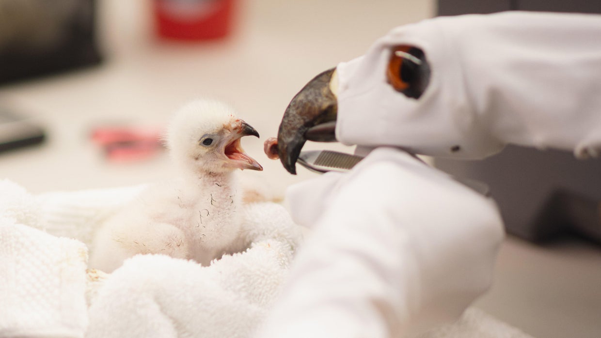 Fort Worth Zoo celebrates first-ever African fish eagle chick hatching ...