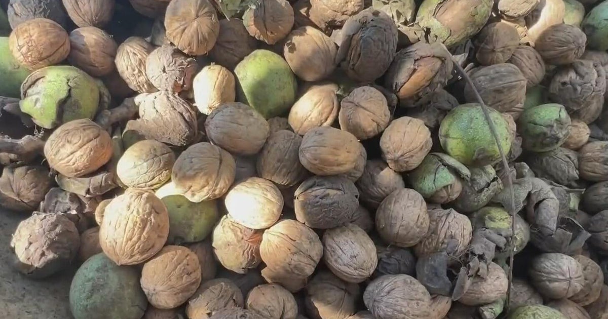How the war in Iran is impacting Californias walnut crop