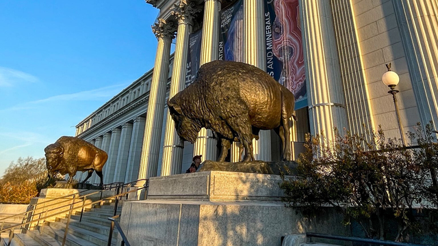 bison-statues-smithsonian-national-museum-of-natural-history.png 