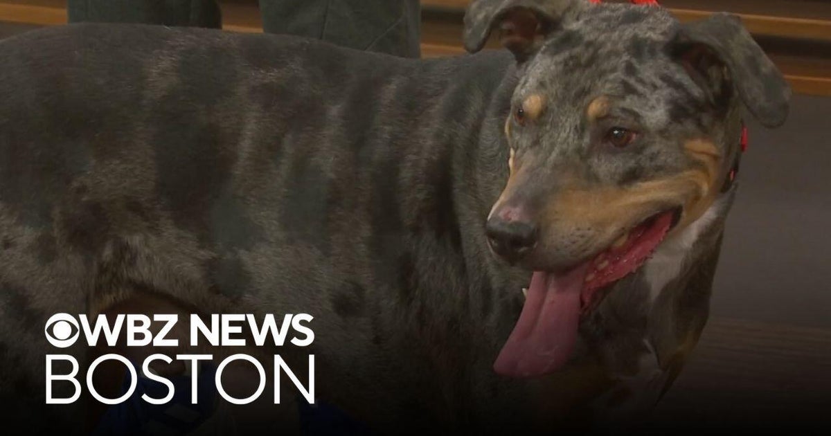 Energetic dogs up for adoption through Massachusetts shelter