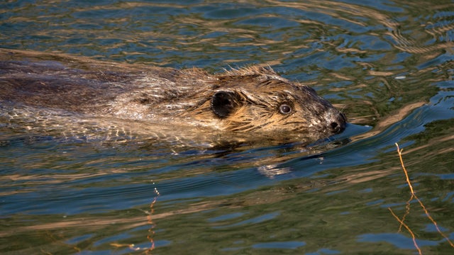 Beaver swims South Platte River Waterton Canyon Littleton Colorado 