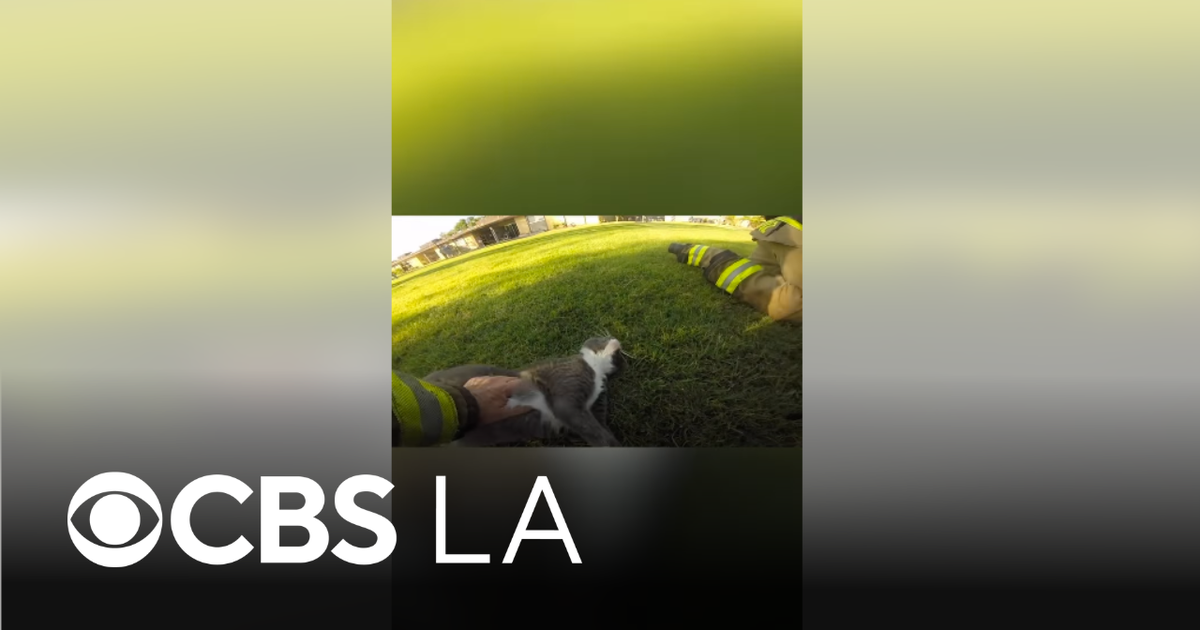 Riverside County firefighters and deputy revive 4 cats after apartment ...