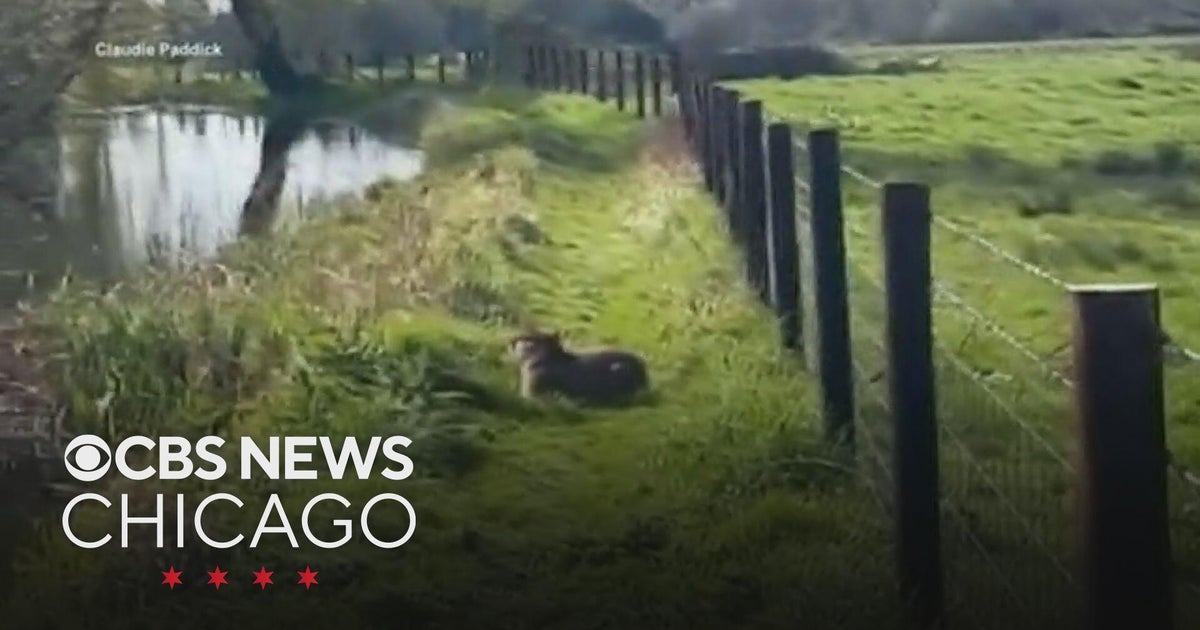 Giant rodent on the run in England - CBS Chicago