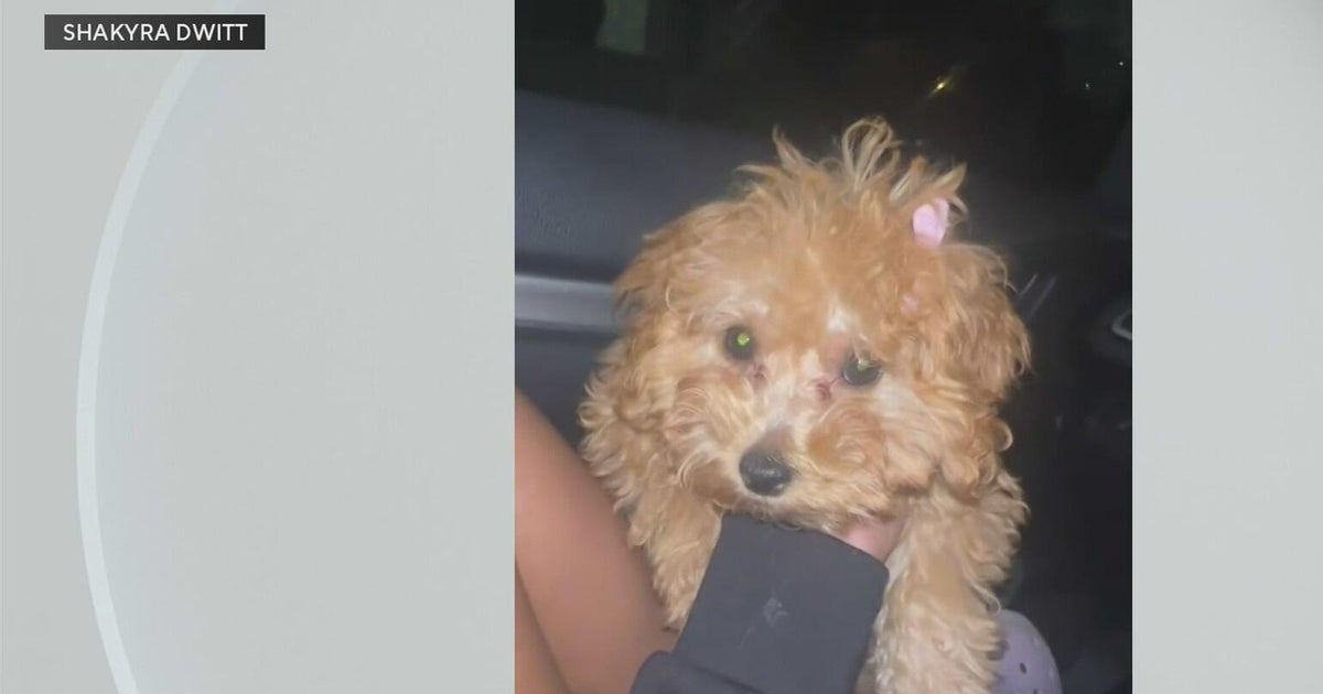 Broward woman is asking for the public’s help after her dog was caught on camera taken by a man