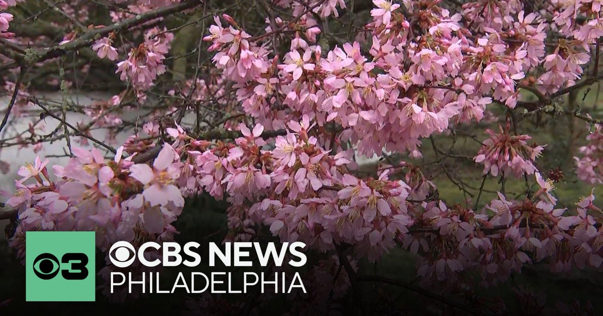Trees blooming in Fairmount Park for annual 2026 Philadelphia Cherry Blossom Festival